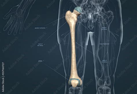 Human Anatomy Bony Pelvis And Lower Limb Knee Patella Stock