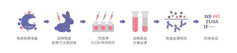 兔多克隆抗体定制 成都正能生物技术有限责任公司