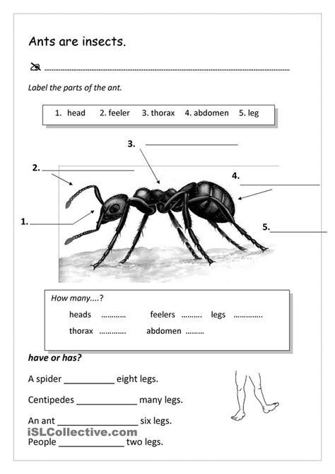 Pin By Alleyce Pang On Science Ants Worksheet Ants Reading