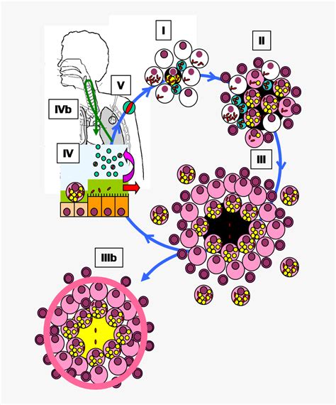 Mycobacterium Tuberculosis Tuberculosis Life Cycle Free Transparent