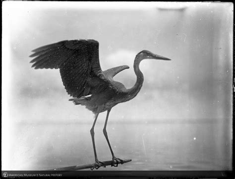 Amnh Research Library Digital Special Collections Great Blue Heron