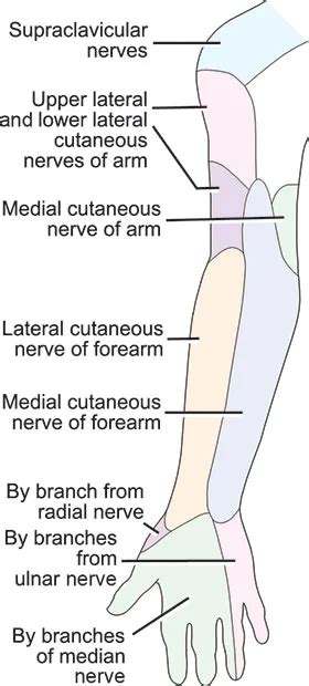 Medial cutaneous nerve of the arm