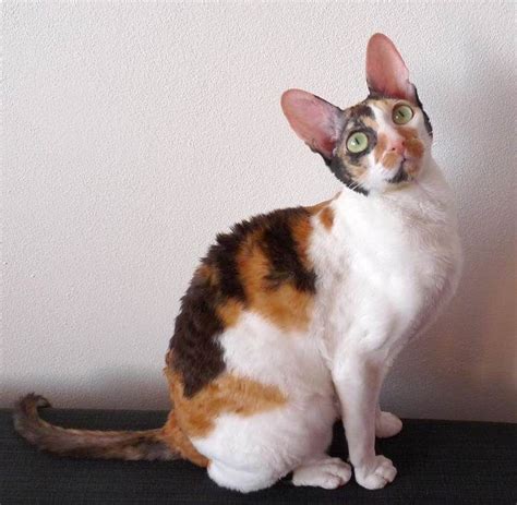 Cornish Rex Cat Breeds With Pictures Small Cat Breeds Cornish Rex Cat