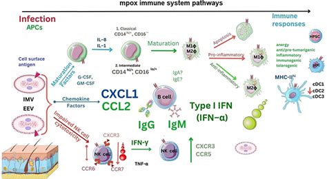 Immunopathogenesis Of Orthopoxviridae Insights Into Immunology From