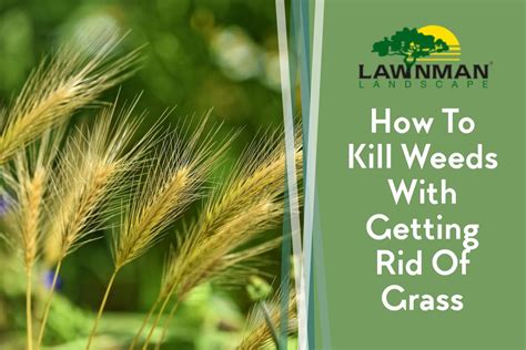 How To Get Rid Of Weeds Without Killing Grass Lawnman Landscape