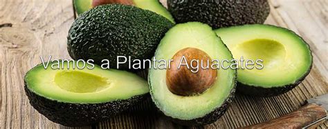 Como Plantar Un Hueso De Aguacate Paso A Paso