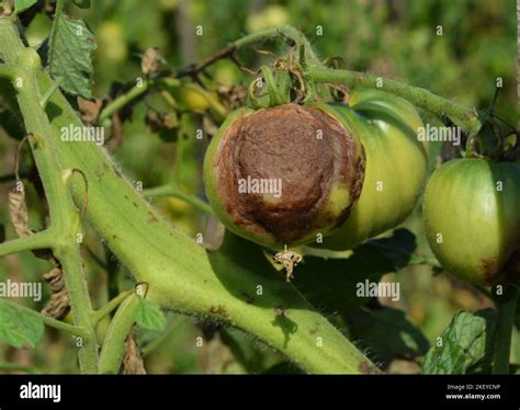 Enfermedad Del Tomate El Hongo Buckeye Pudrici N De Tomate Causado Por