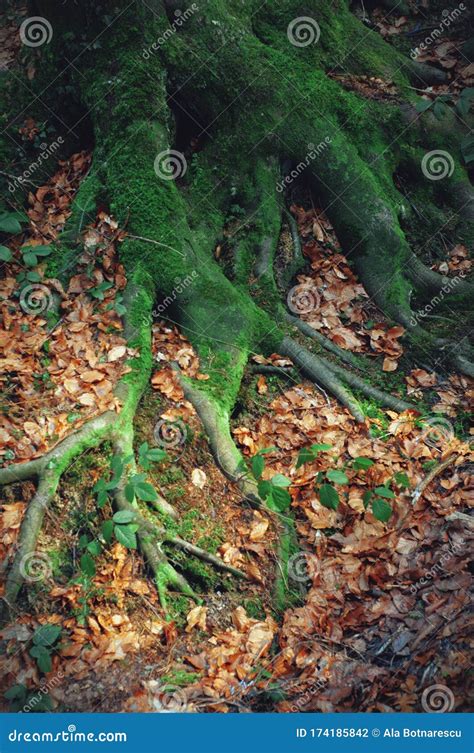 Old Tree Roots Covered With Green Moss Tree Roots And Carpet Of Dry