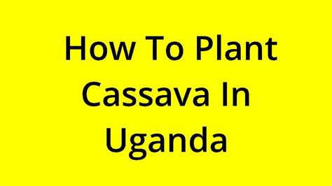 Solved How To Plant Cassava In Uganda Youtube