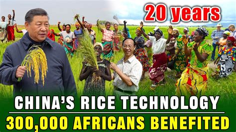 A Chinese Boy Planted 3 Million Tons Of Rice In Africa And Won The