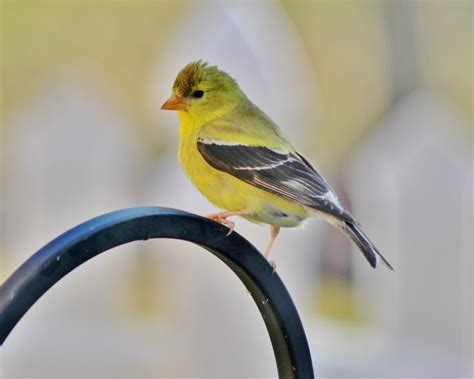 Female American Goldfinch Birds And Blooms