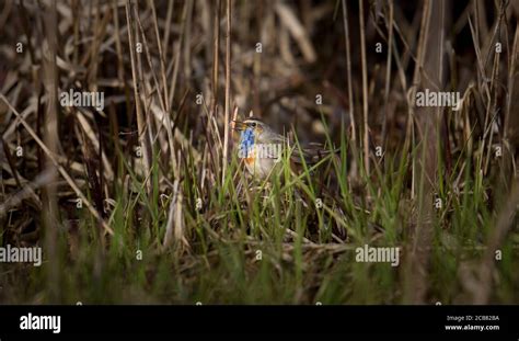 White Spotted Bluethroat Luscinia Svecica Cyanecula On A Reed Stalk