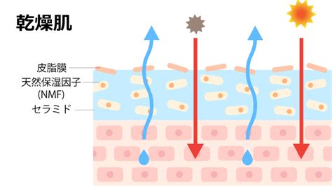 冬の乾燥は超危険！原因と3つの対策をご紹介【湿度管理の重要性】 Wellnest Home