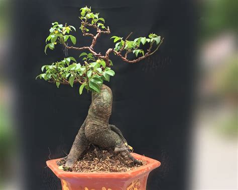 Bonsai Mini T Ng H P Nh N C Y Bonsai Mini P Nh T Oecc