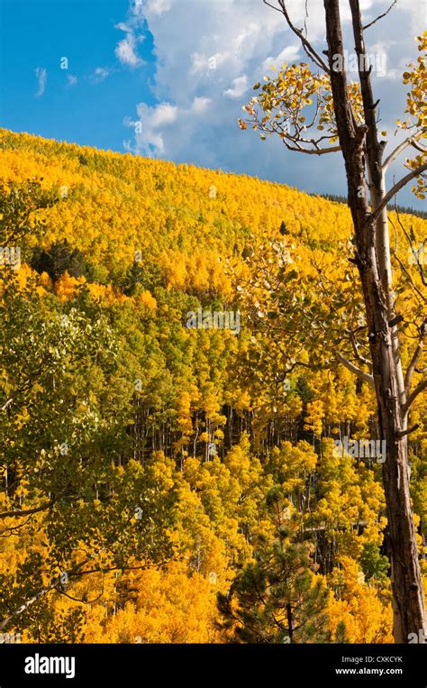 Aspen Trees fall colors Stock Photo - Alamy