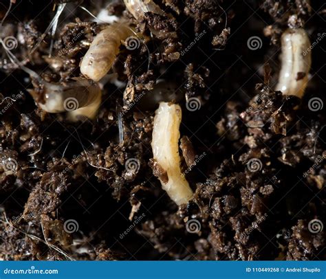 White Fly Larvae In The Soil Macro Stock Photo Image Of Hobbies