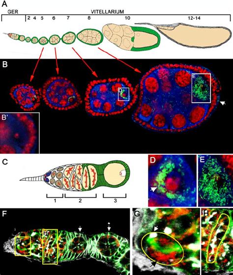 Wolbachia Distribution From Germ Line Stem Cell Division Through Download Scientific Diagram