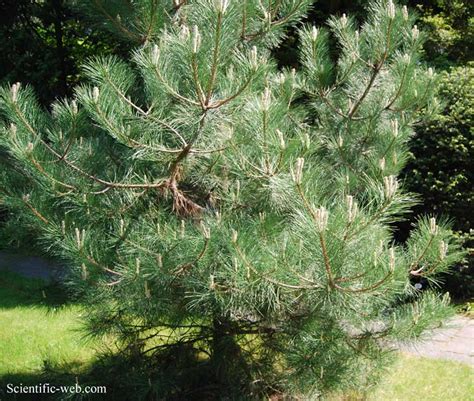 Pinus Nigra Subsp Salzmannii