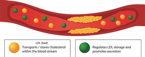 Top 5 Natural Supplements To Lower Bad Cholesterol In 2024 Smarter