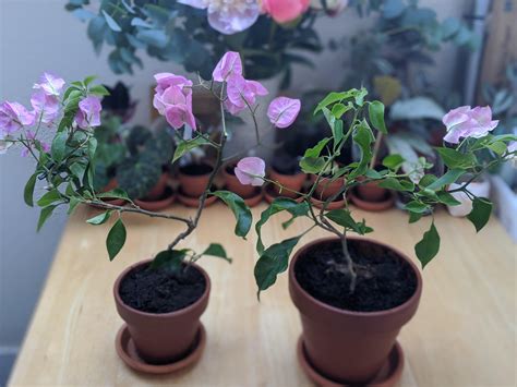 Bougainvillea Any Tips First Time Growing These In The Uk They Were