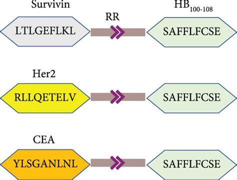 Immature DCs efficiently phagocytized antigenic peptides that are... | Download Scientific Diagram