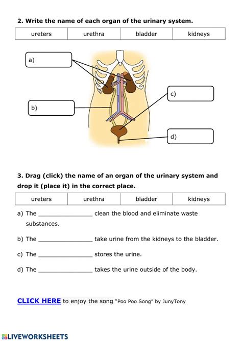 Urinary System Diagram Worksheet