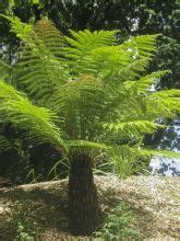 Foug Re Arborescente Fibrosa Dicksonia Fibrosa Le Jardin Du Pic Vert