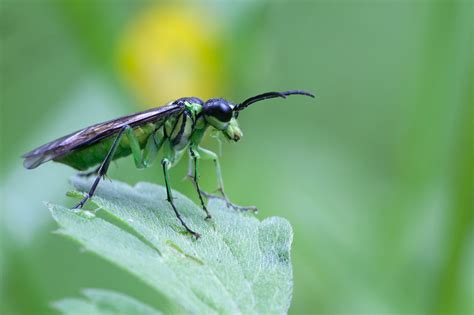 Les macros - Page : 1573 - Photos - Photo numérique - FORUM HardWare.fr