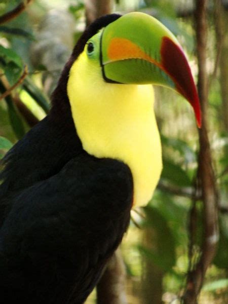 The Keel Billed Toucan Belizes National Bird Photo