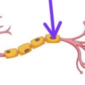 Print Matching Pairs Adivina Las Partes De La Neurona Biolog A