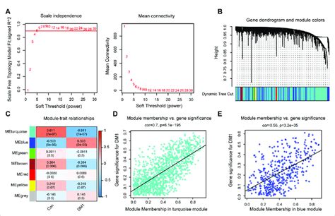 Identification Autophagy Related Key Modules Via Weighted Gene