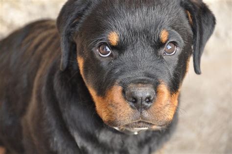 Aprender Sobre Imagem Cachorro Rottweiler Para Comprar Br