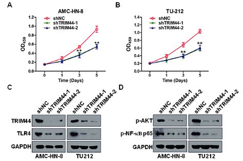 Knockdown Of Trim44 Inhibits Lscc Cell Growth By Suppressing Akt And Download Scientific