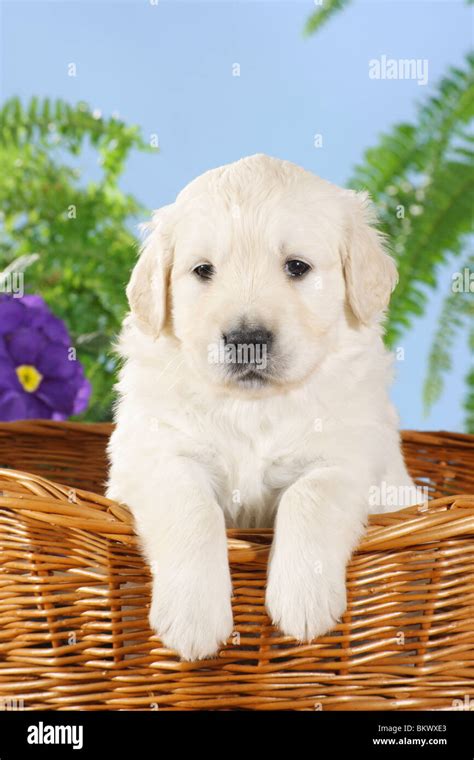 Golden Retriever dog puppy sitting basket Stock Photo - Alamy