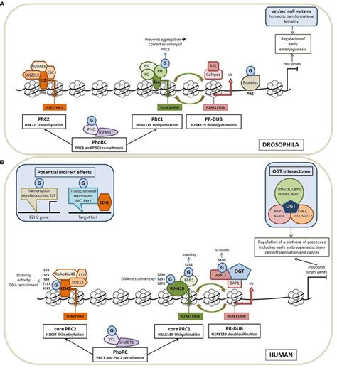 O Glcnacylation Intimately Regulates The Polycomb Proteins Functions