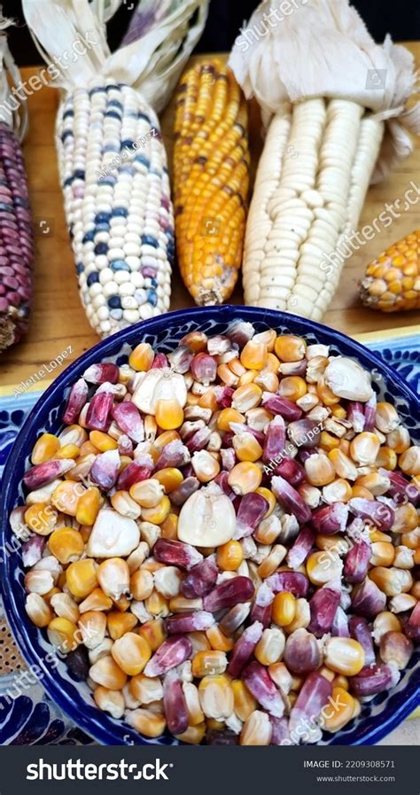 Types Varieties Corn Latin America Such Stock Photo 2209308571 ...