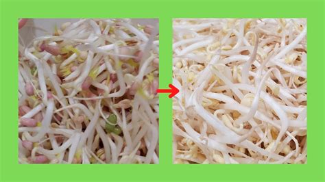 Why Bean Sprout Turn Red Youtube