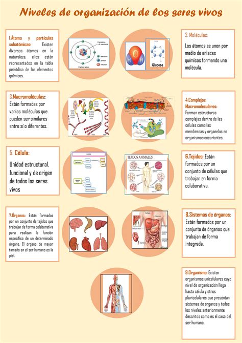 Infografia De Niveles De Organizacion Niveles De Organización De Los Seres Vivos 1Átomo Y