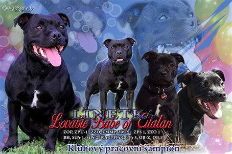 Lovable Babe Of Eilatan Avenby