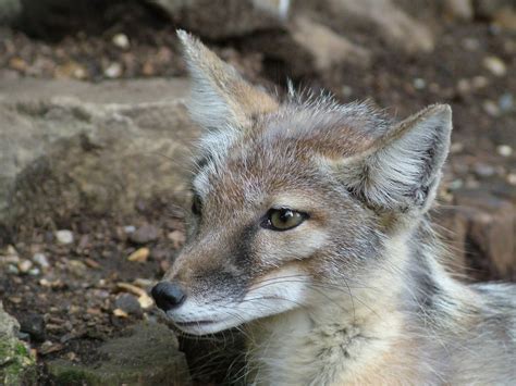 Corsac Fox At Paradise Wp Broxbourne 250709 Zoochat