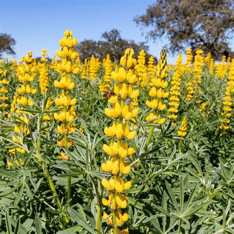 A Useful Guideline For Growing Lupines