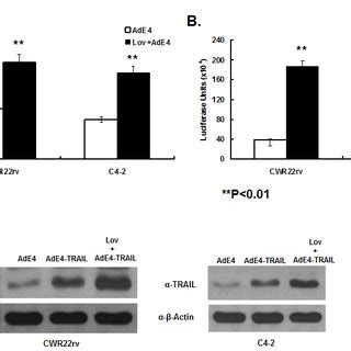 Lovastatin Significantly Enhanced Adenoviral Binding Internalization