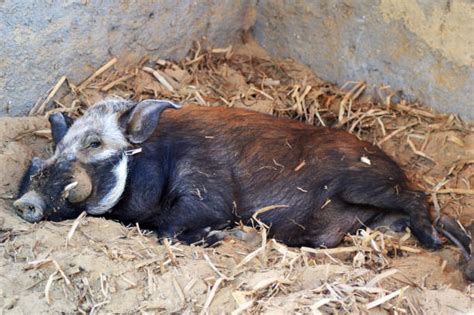 210 African Bush Pig Stock Photos Pictures And Royalty Free Images Istock