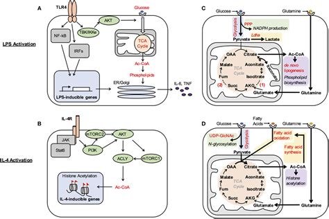 Macrophage Activation Pathway