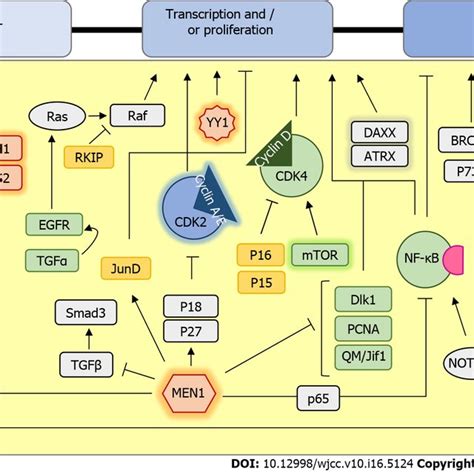 Schematic Representation Of Signaling Pathways Involved In Insulinoma