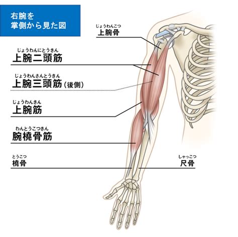 腕肘／手の痛み 美里町・小牛田で整形外科をお探しの方