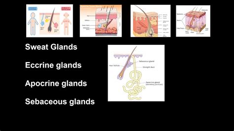 Difference Between Apocrine And Eccrine Sweat Glands, 46% OFF