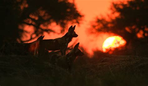 9 Day Luxury Vic Falls Hwange And Mana Pools SafariBando