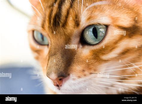 Close Up Portrait Of Female Bengal Cat Eyes And Face Model Release No