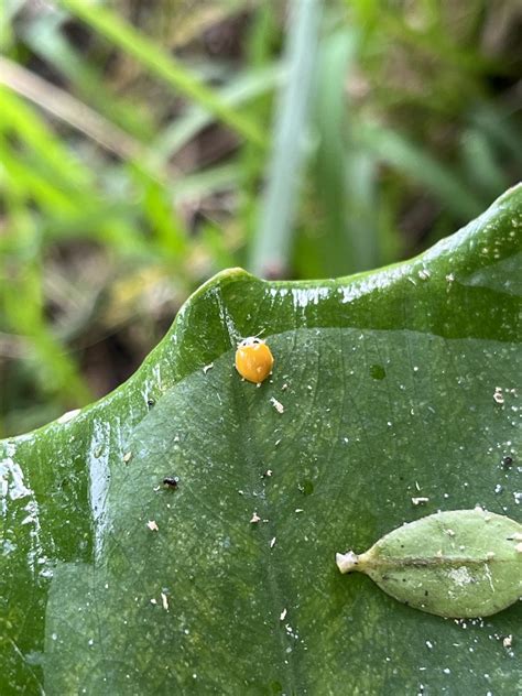 Yellow Ladybird Beetle In April 2024 By Nakatada Wachi INaturalist